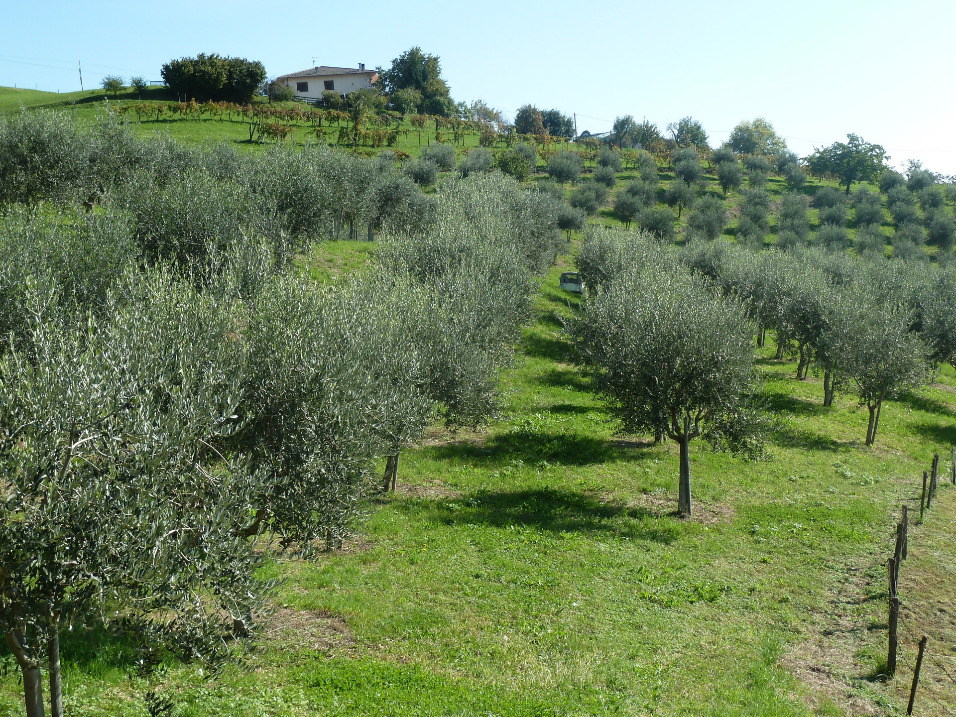Oliveto