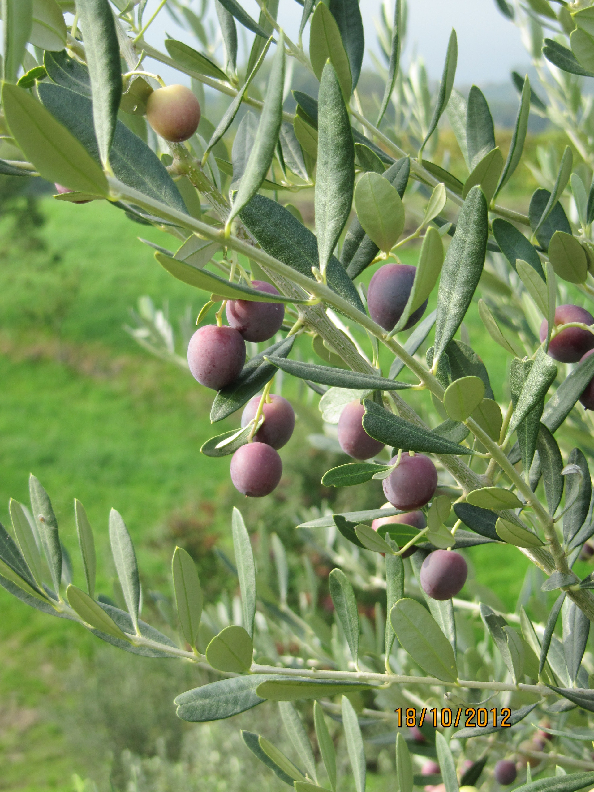 Olive 1
