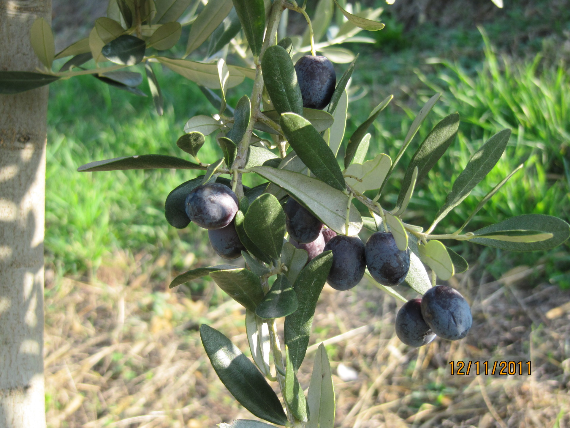 Olive 2