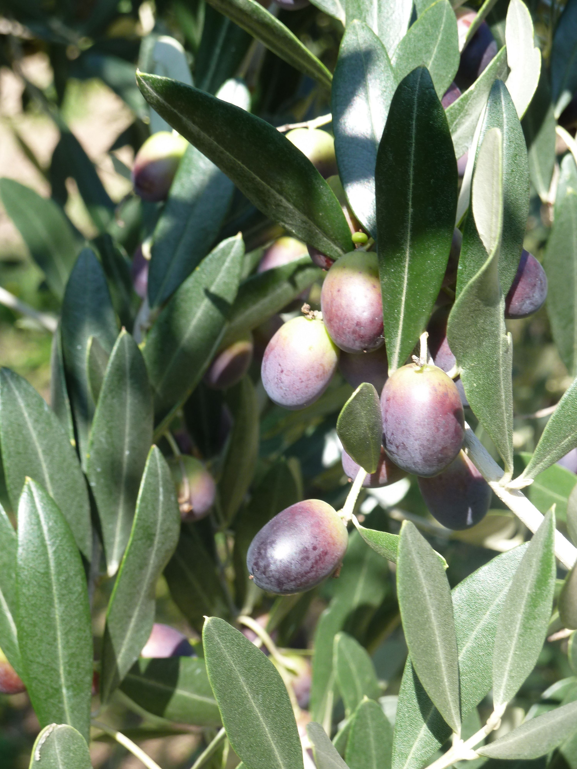 Olive 3